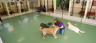 Pet Boarding, Grooming, Daycare 