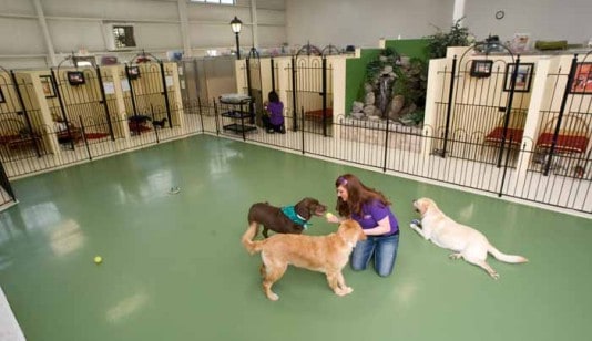 Dog Boarding Facilities | Pet Palace