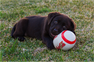 Boarding Is Better Than a Friend Watching Your Dog | Pet Palace