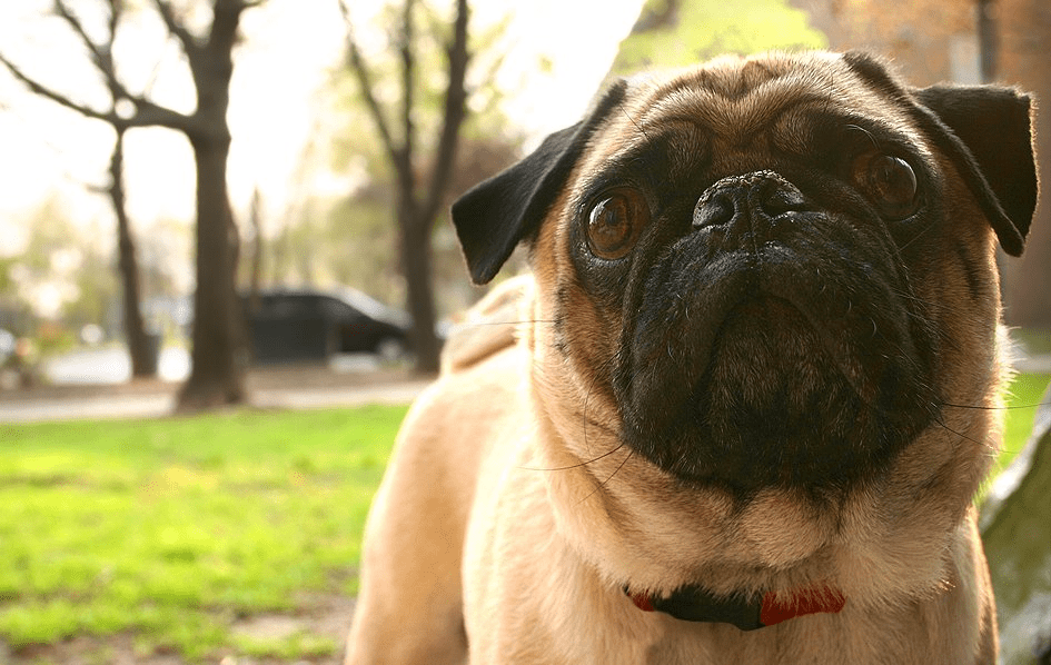 are salted pretzels bad for pug dogs