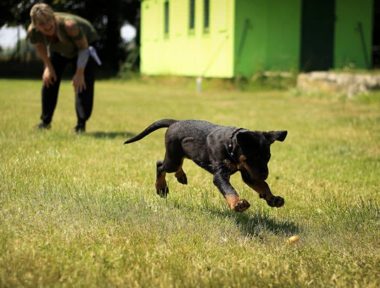 dog-boarding-dog-boarding-near-hamilton-ohio-pet-palace