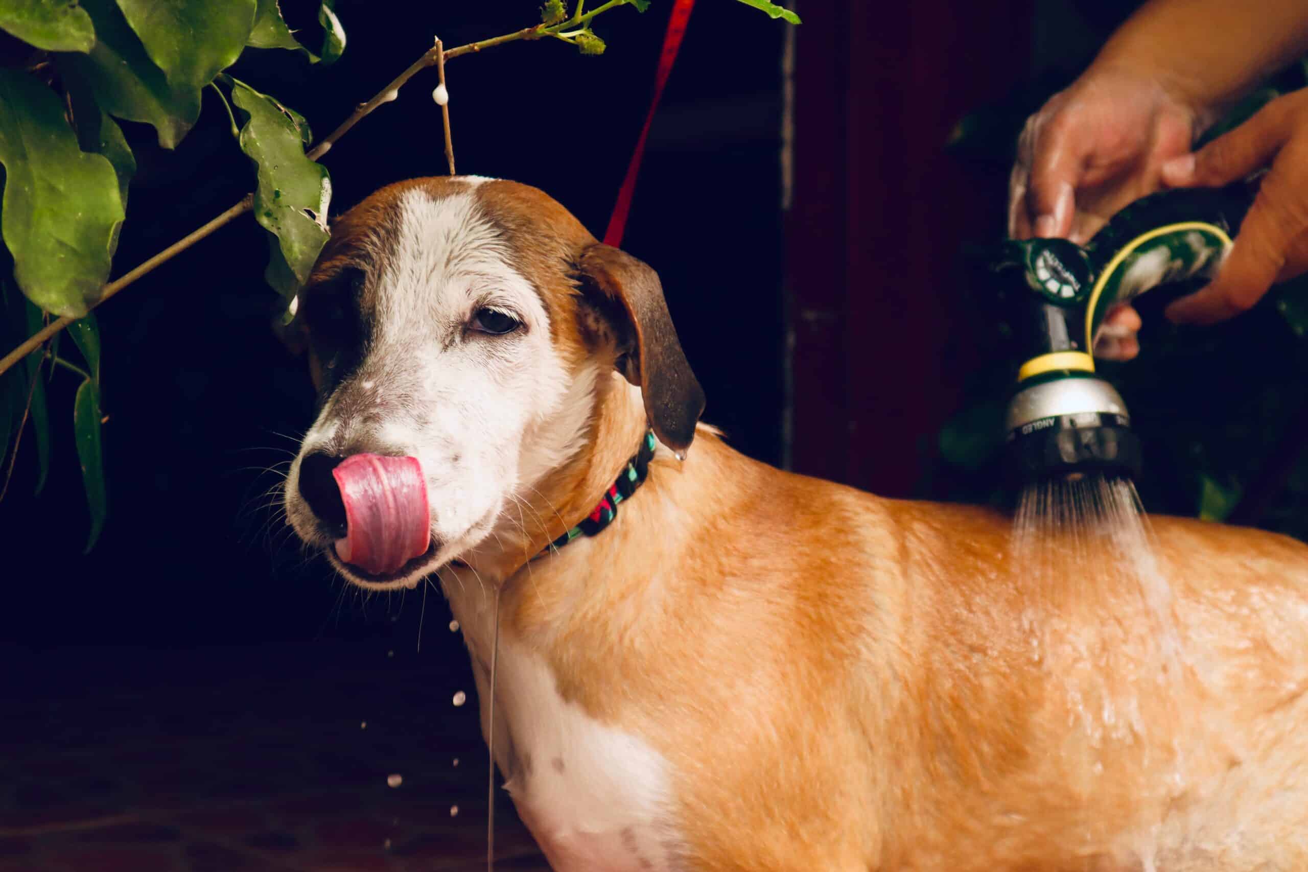 Washing skunk off clearance dog