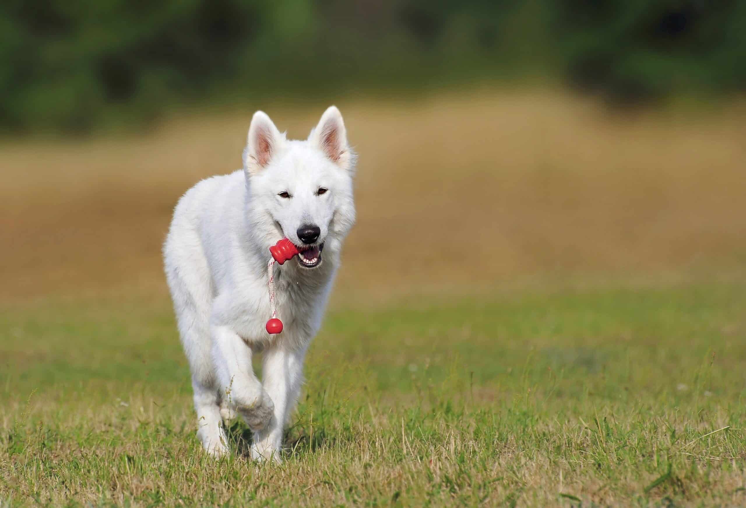 Dog home boarding outlet durham