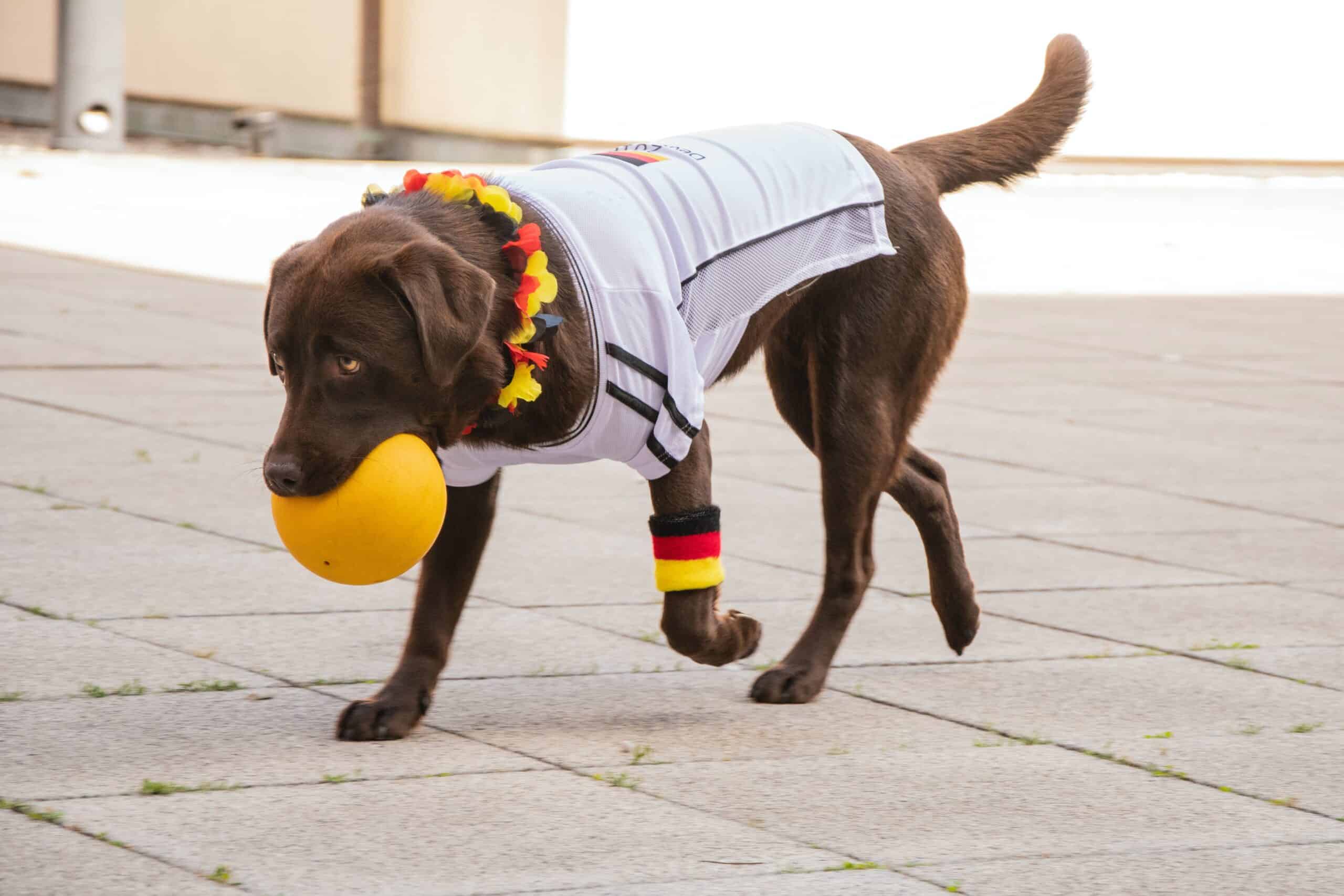 indoor dog parks in North Carolina