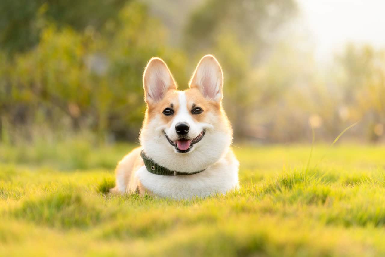 dog day camp in Charlotte