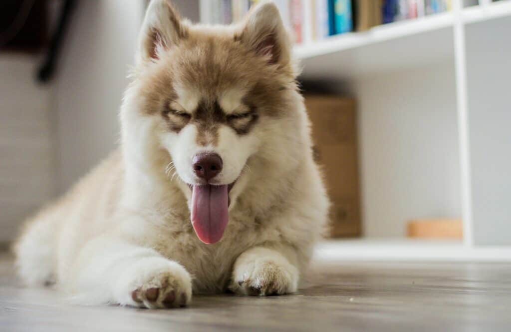 managing dog shedding