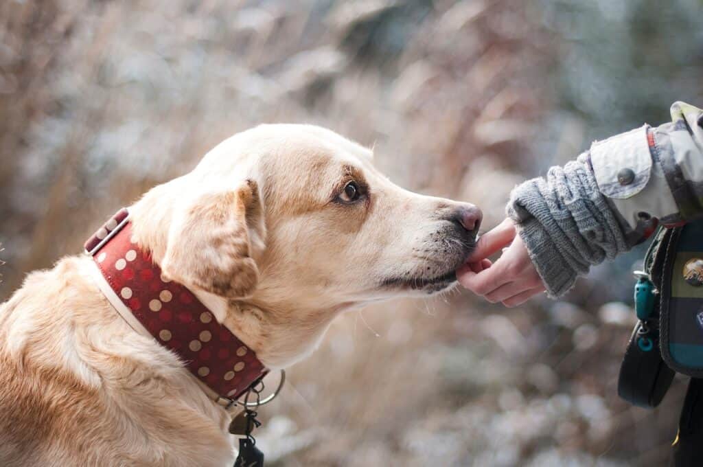 dog treats for sensitive stomachs