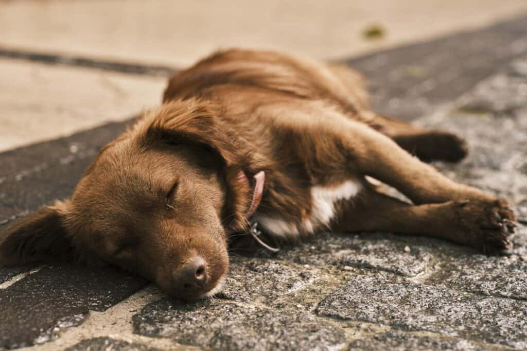 dog snoring tips