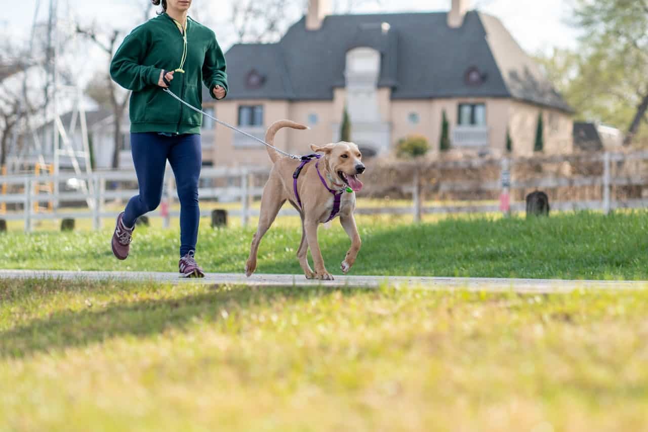 exercising your dog before training