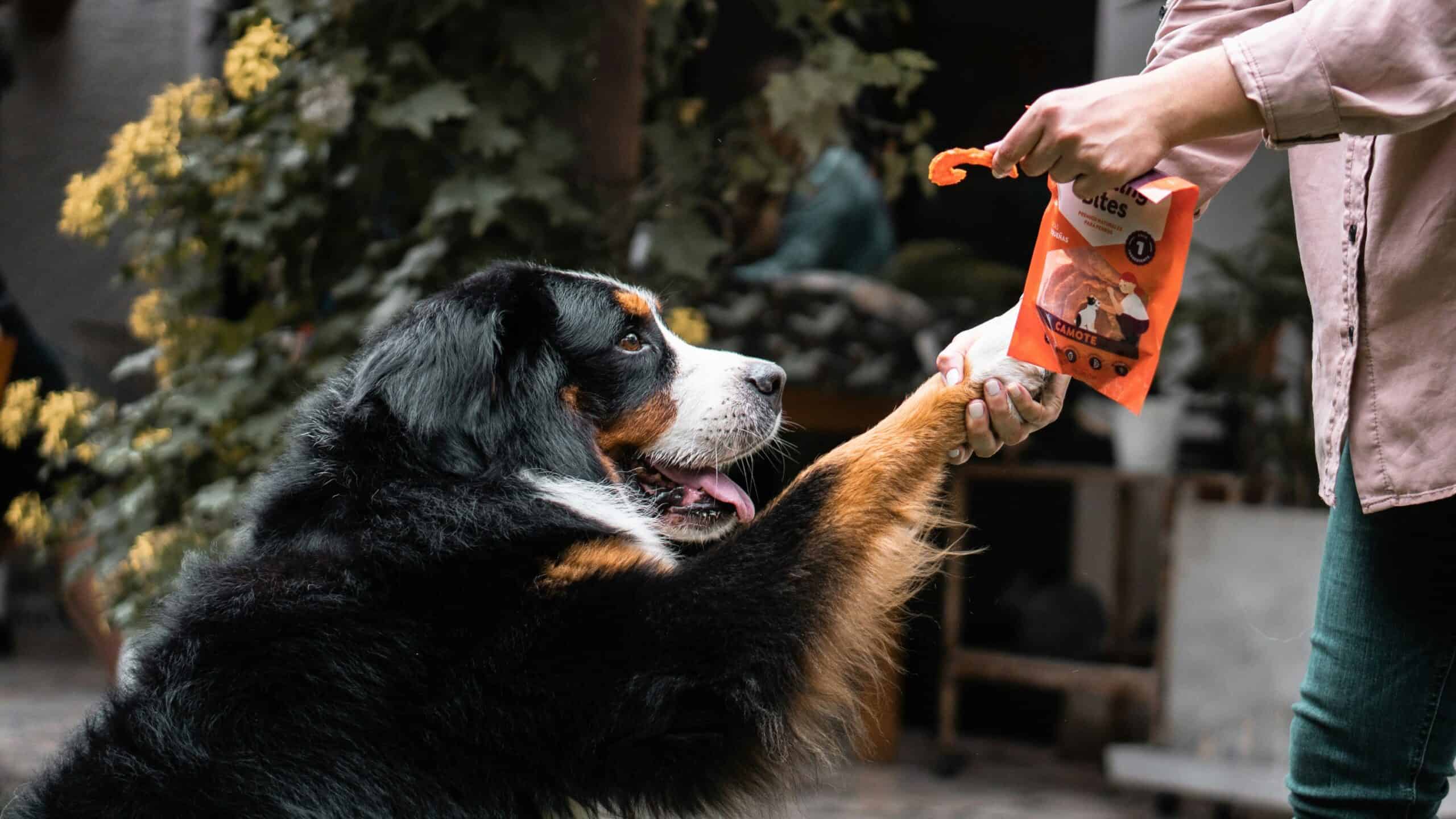 best dog treats for large dogs