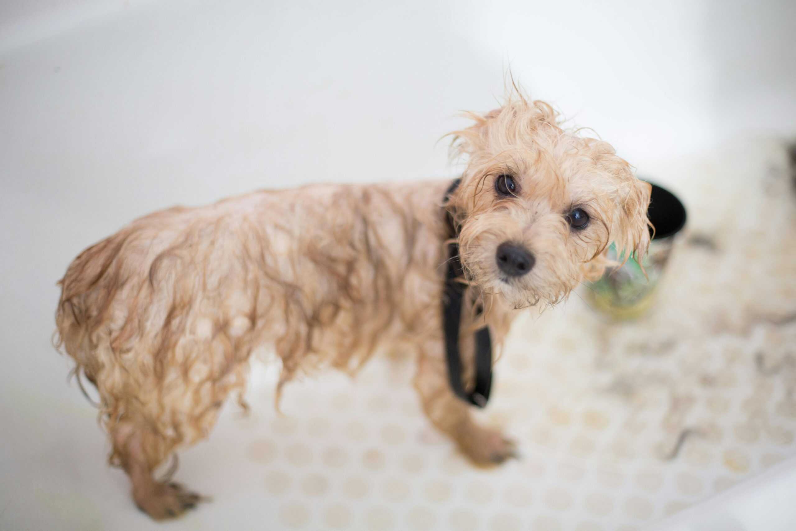 tips for grooming your dog at home