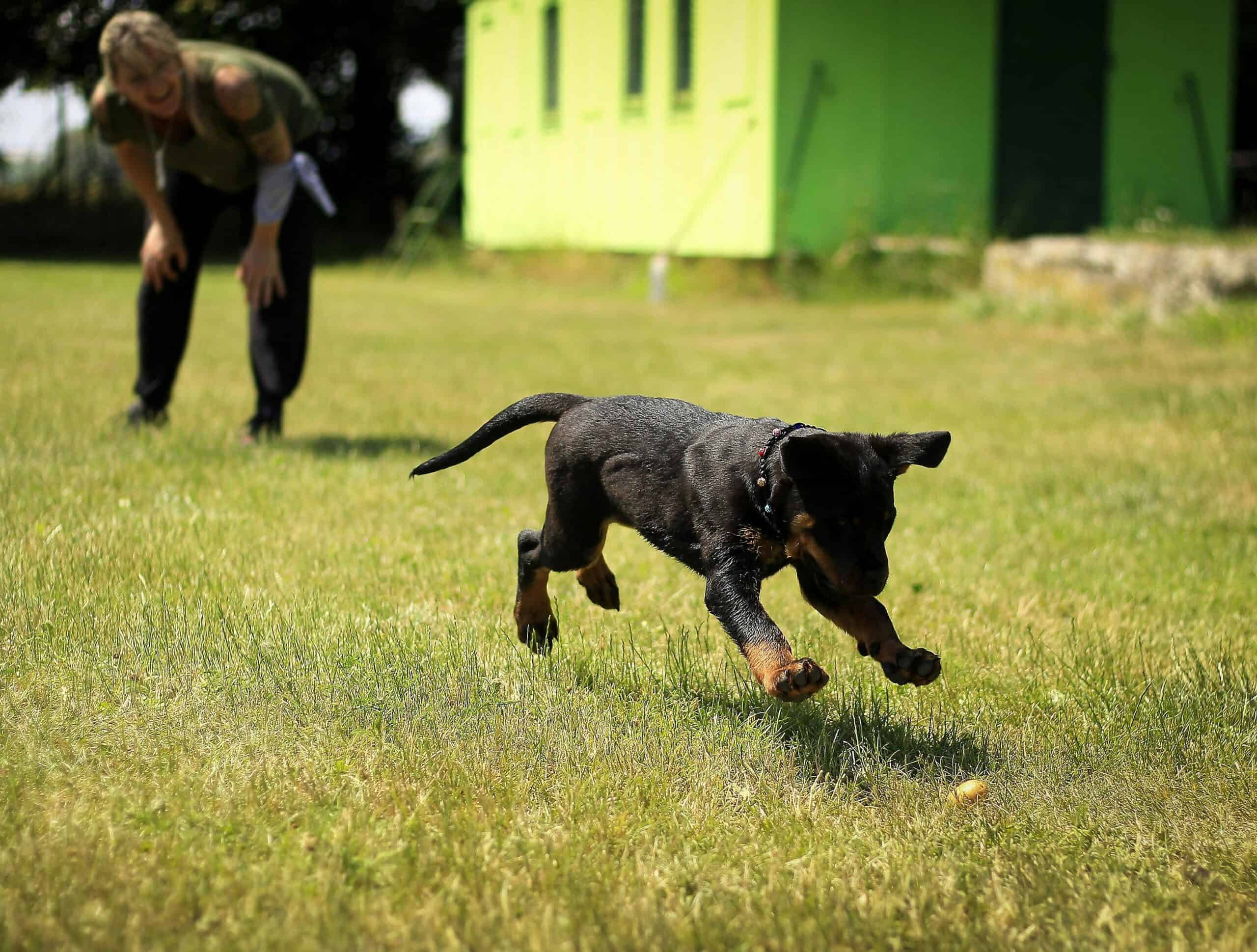 teaching your dog commands