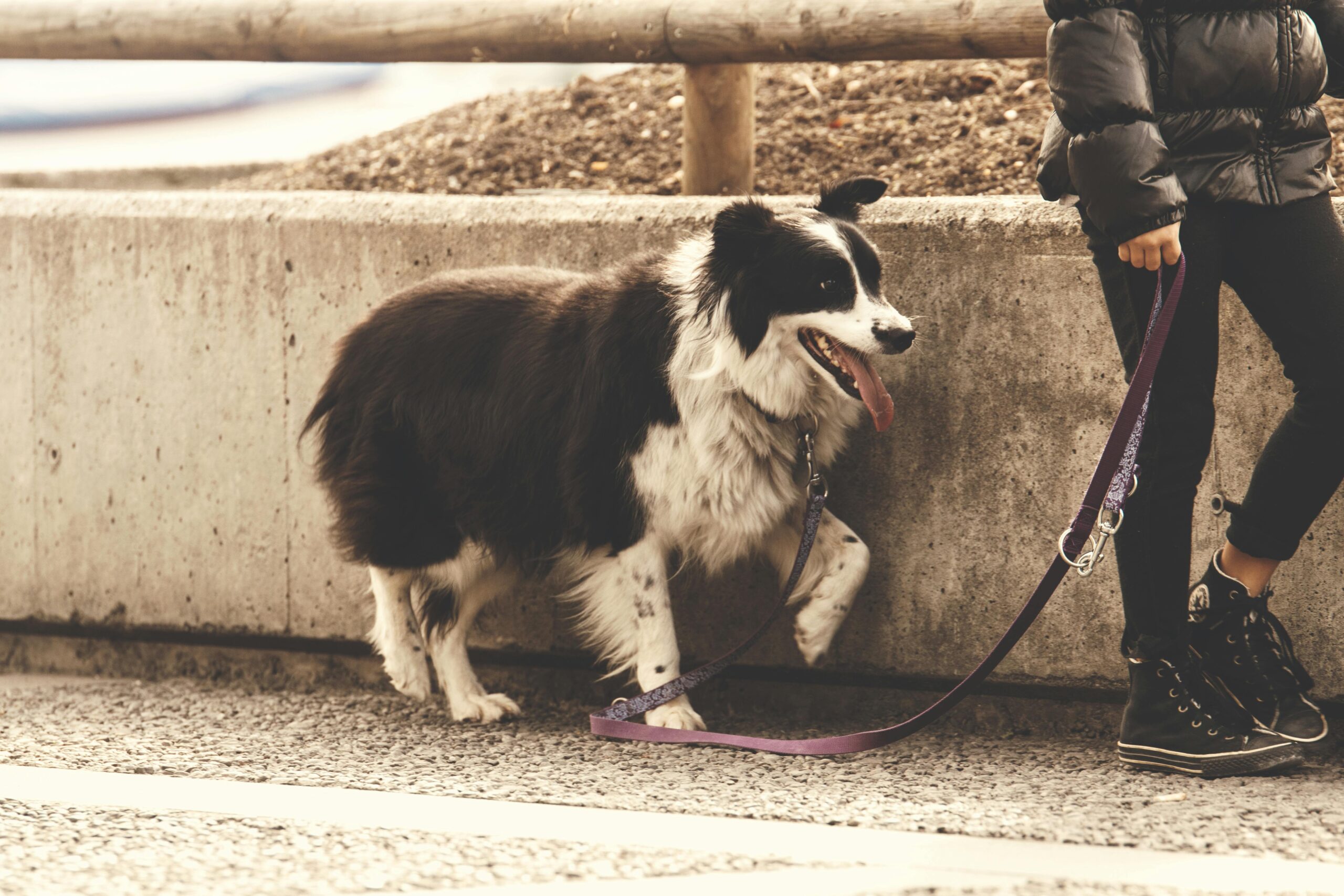 dog walking training tips