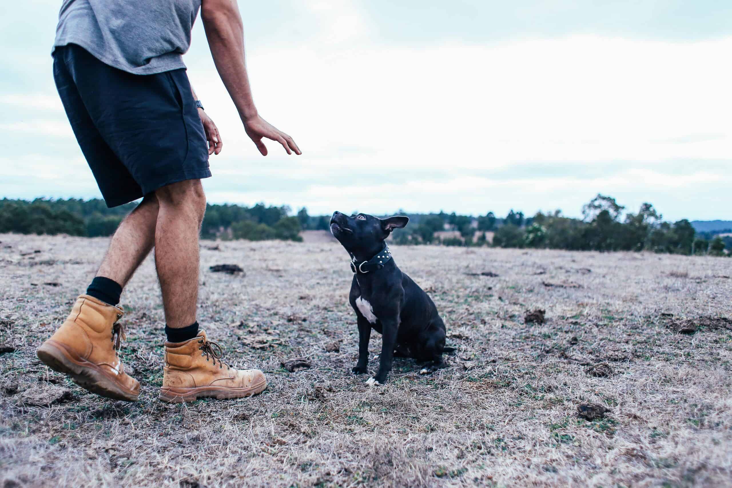 the hardest and easiest tricks to teach dogs