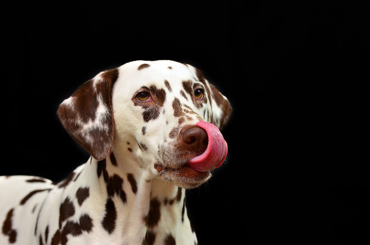 Why dogs lick the air