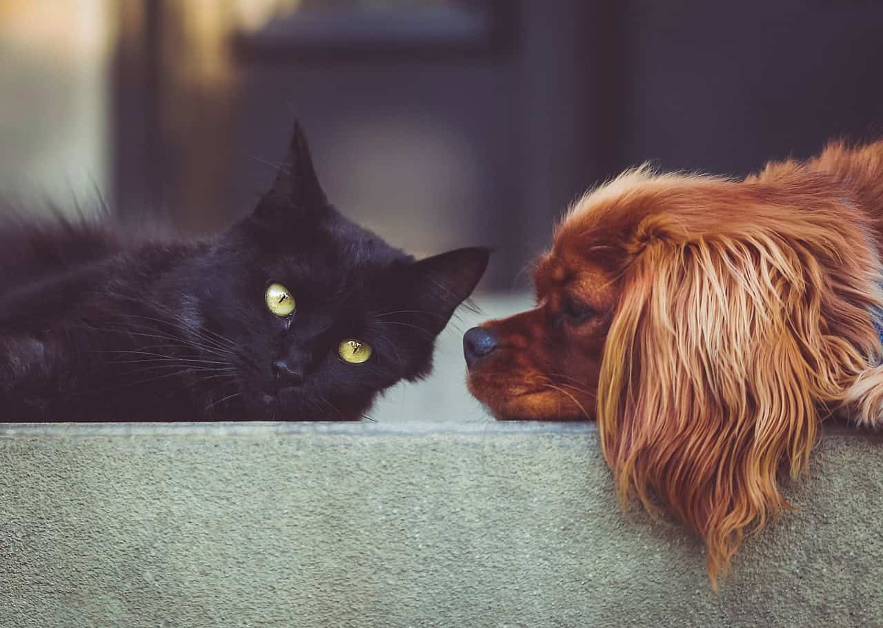 100 Pet Care Industry Statistics for 2025