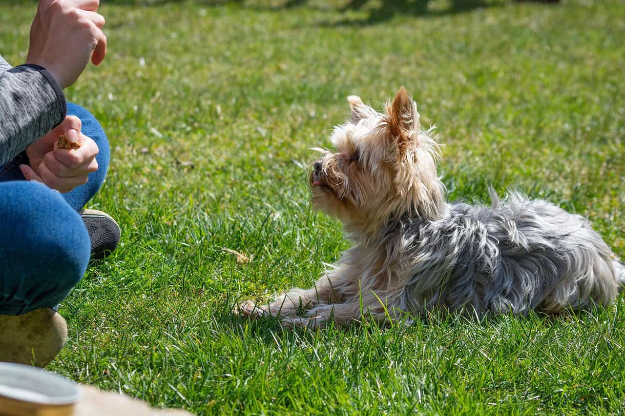 dog training in Cary, North Carolina