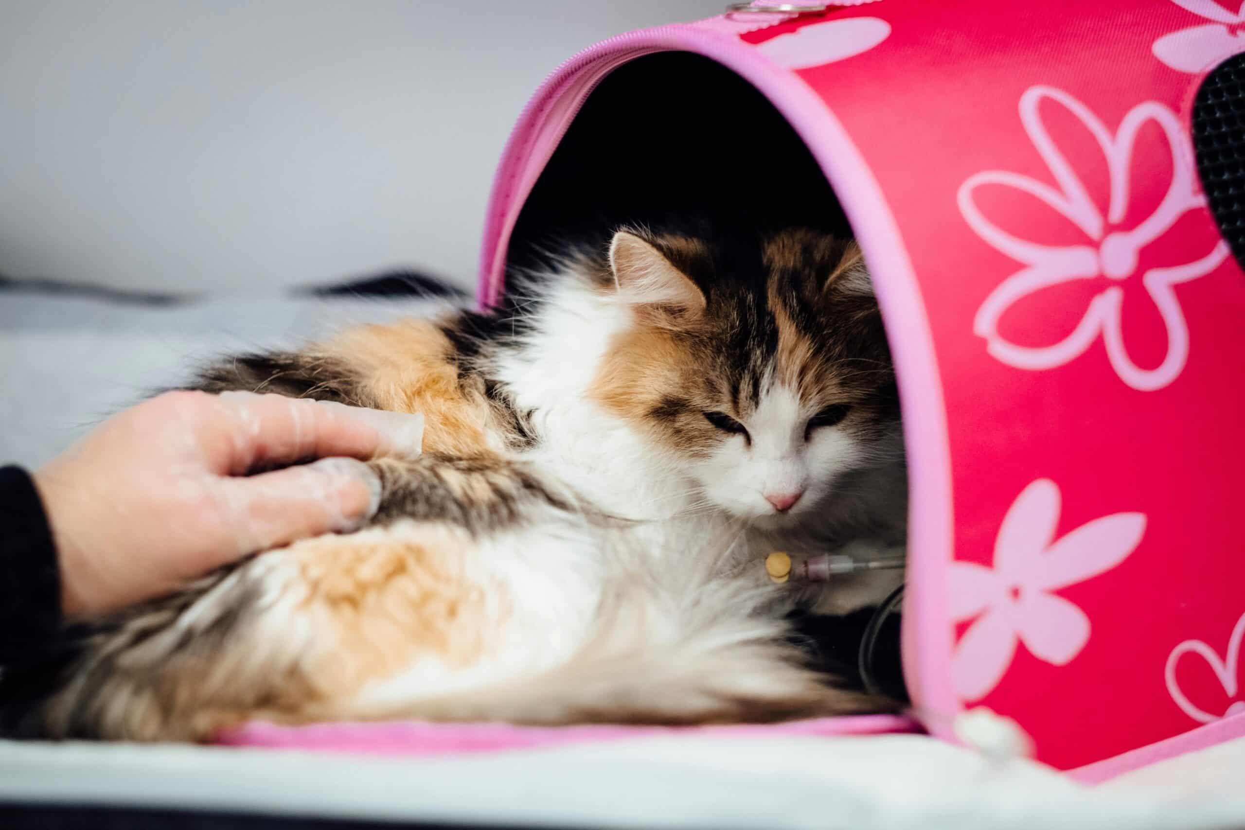 getting your cat into a carrier